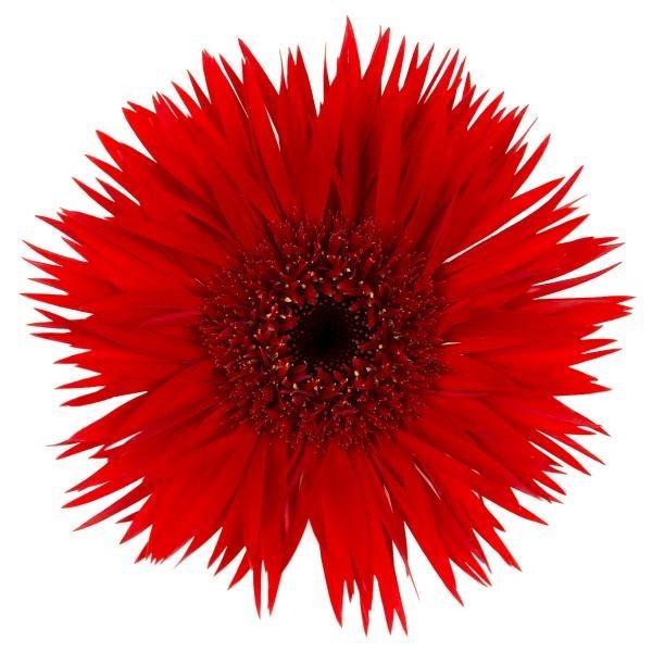 GERMINI SPIDER VULCANO (BUNCHED)