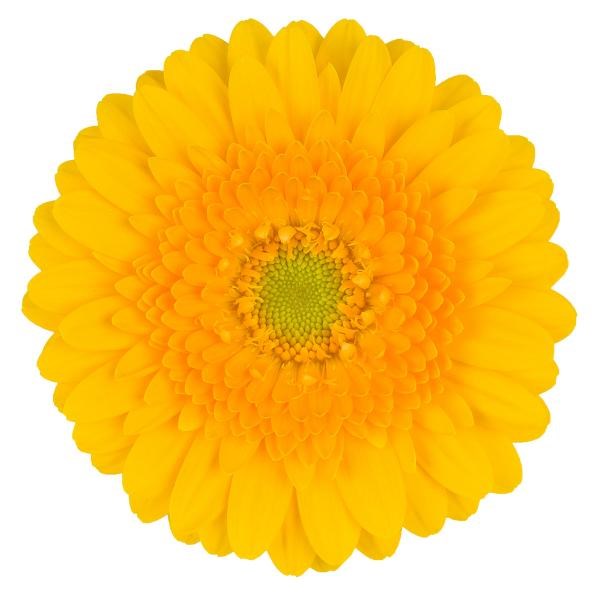 GERMINI SPRINGTIME (SECURE BOXED)