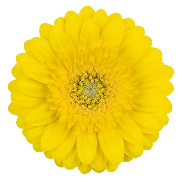 GERMINI SUNDEE (SECURE BOXED)