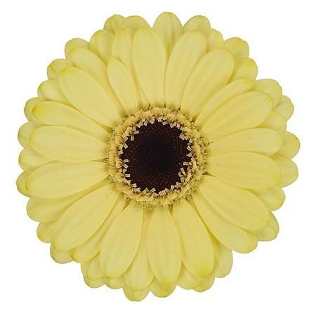 GERMINI SURFER (GROWER PACK)