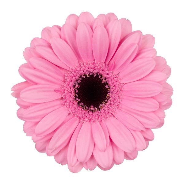 GERMINI TALENT (GROWER PACK)