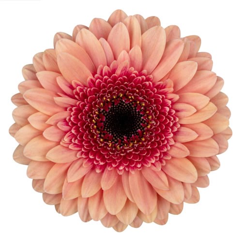 GERMINI TIP TOP (SECURE BOXED)