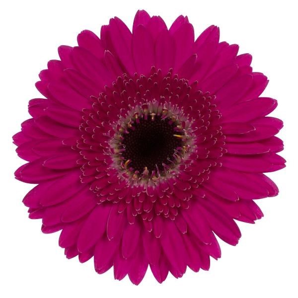 GERMINI WHISPER (SECURE BOXED)