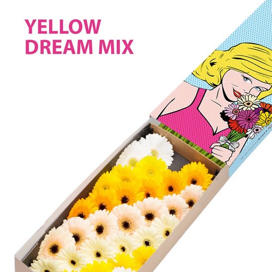 GERMINI YELLOW DREAM MIX (SECURE BOXED)