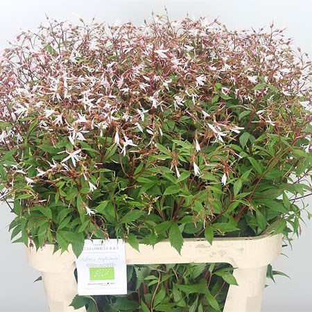 GILLENIA TRIFOLIATA