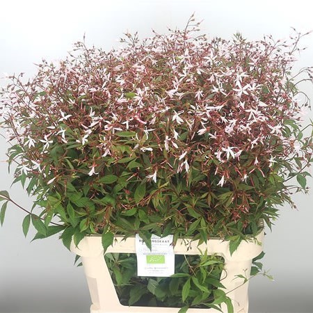 GILLENIA TRIFOLIATA DEC