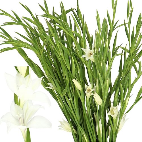 GLADIOLI ALBA (MINI)
