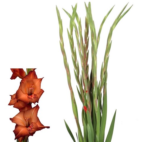 GLADIOLI ANTICA