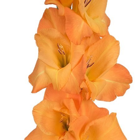 GLADIOLI AVICII
