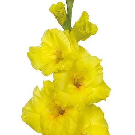GLADIOLI BANANARAMA