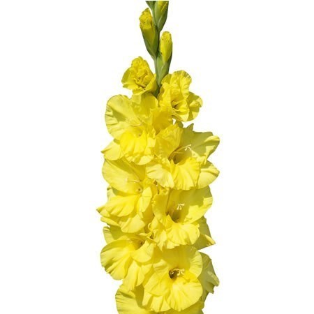 GLADIOLI BRA VAL