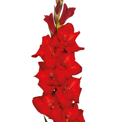 GLADIOLI BUNGA