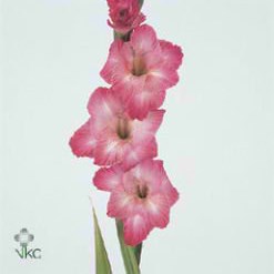 GLADIOLI CANTATE
