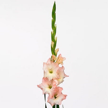 GLADIOLI CARELESS