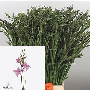 GLADIOLI CHARMING LADY (MINI)