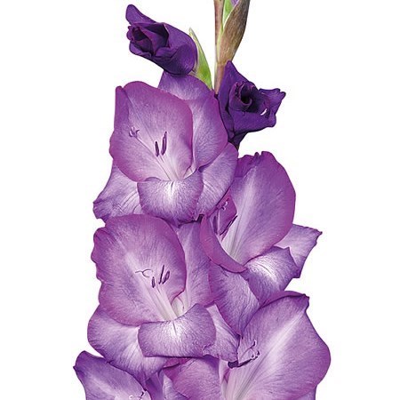 GLADIOLI CHEMISTRY