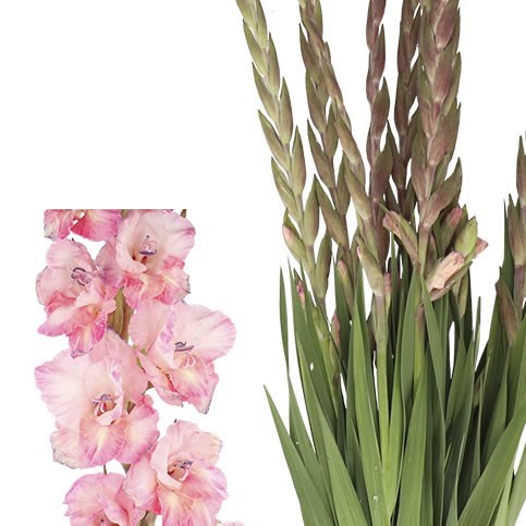 GLADIOLI CHERRY CANDY