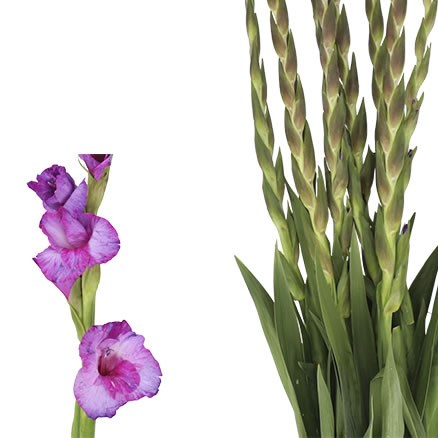 GLADIOLI DREAMY VIOLET