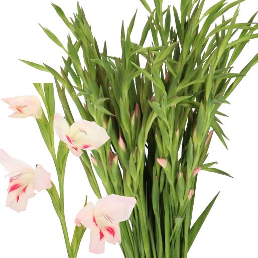 GLADIOLI ELVIRA (MINI)