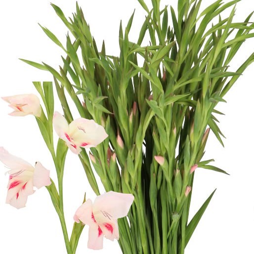 GLADIOLI ELVIRA (MINI)