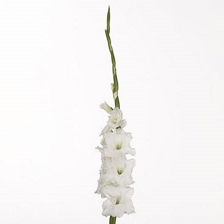 GLADIOLI ESSENTIAL