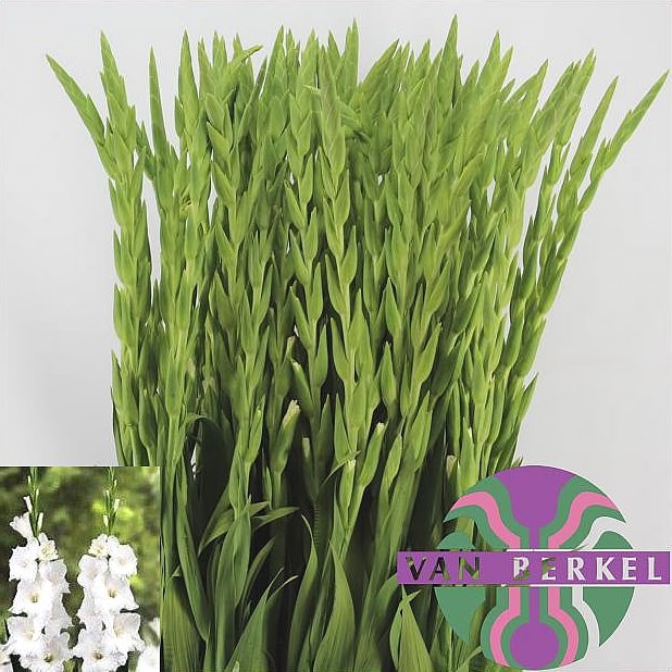 GLADIOLI ESSENTIAL