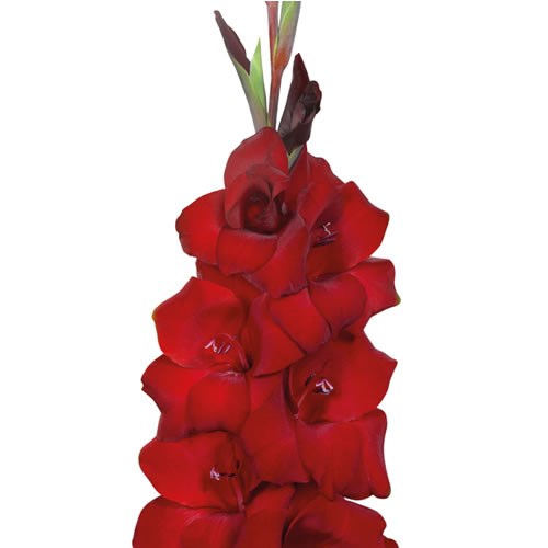 GLADIOLI FAT BOY