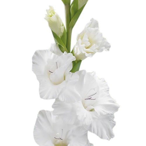 GLADIOLI FLEVO SNOW