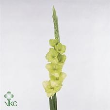 GLADIOLI GREEN STAR