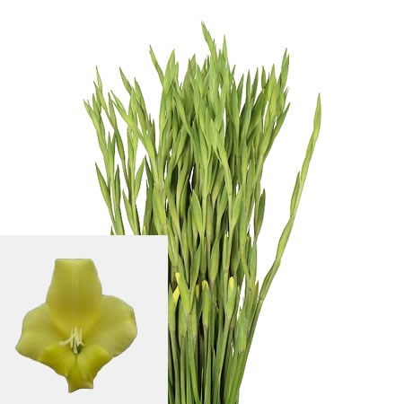 GLADIOLI IRISH GOLD (MINI)