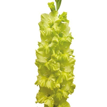 GLADIOLI KIO