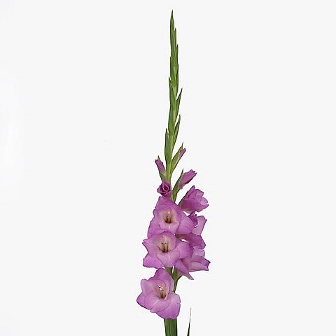 GLADIOLI LENNON