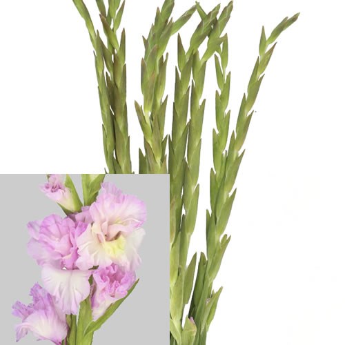 GLADIOLI MAGENTA PRINCESS