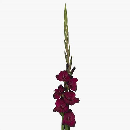 GLADIOLI MAHLER