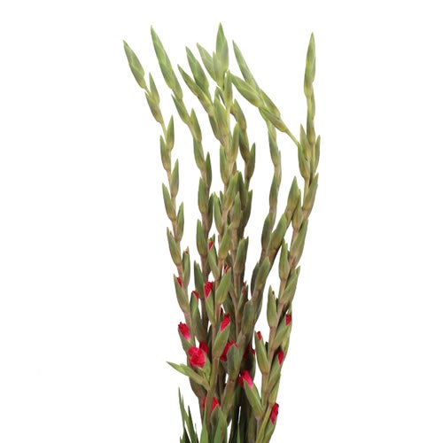 GLADIOLI MILKSHAKE