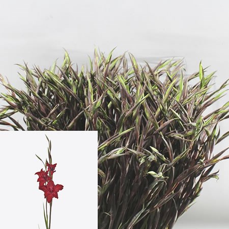 GLADIOLI MINI RED DRIZZLE