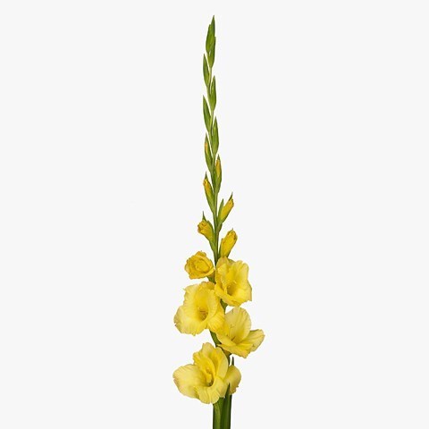 GLADIOLI MOZART
