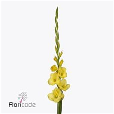 GLADIOLI MOZART