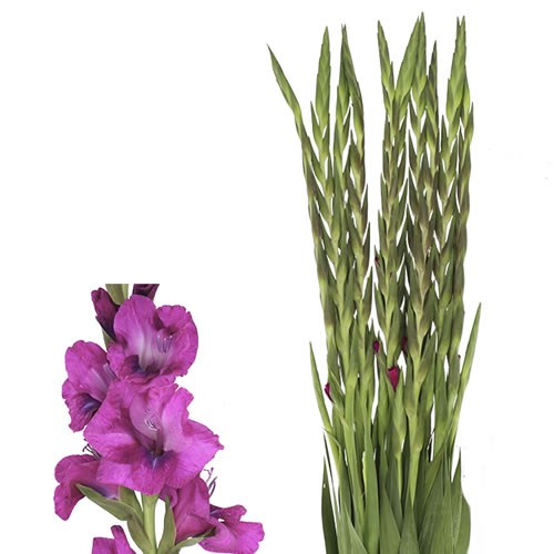 GLADIOLI MYSTIC MAGENTA