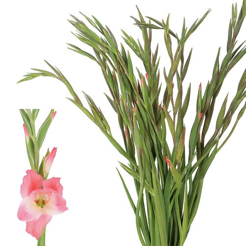 GLADIOLI NATHALIE (MINI)