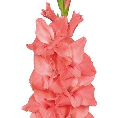 GLADIOLI NEW RELEASE