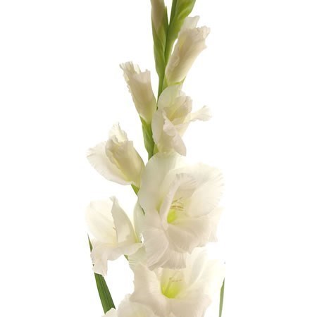 GLADIOLI NOVA ZEMBLA
