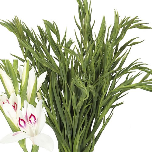 GLADIOLI NYMPH (MINI)