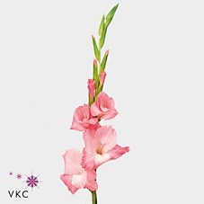 GLADIOLI OASIS