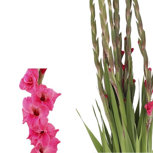 GLADIOLI PINK BLISS