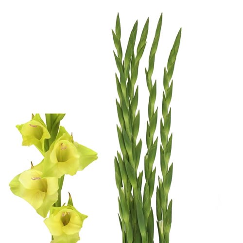 GLADIOLI PRIMA VERDE