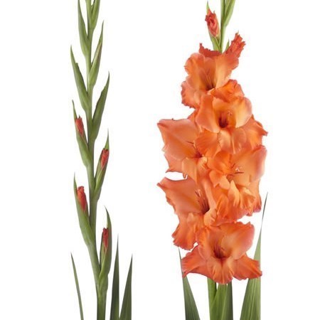 GLADIOLI PRINCE OF ORANGE