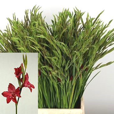 GLADIOLI RAMOSUS ROBINETTA (MINI)