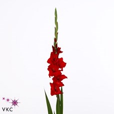GLADIOLI RED BALANCE