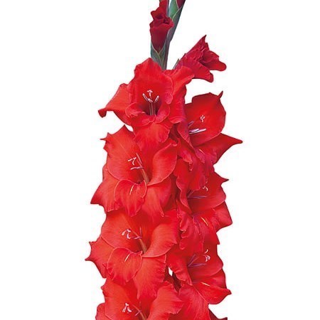 GLADIOLI RED MAGMA